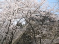 Kameyama Castle Sakura.jpg